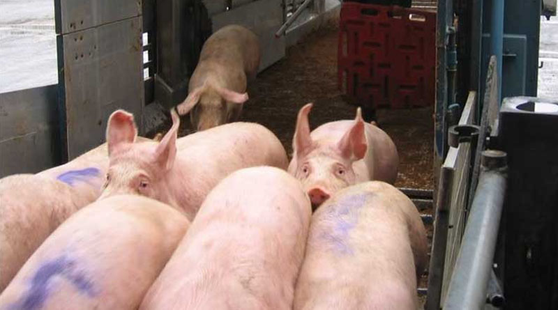 Sri Lanka’s pig farms urged to register as African swine fever spreads Sri Lanka’s pig farms urged to register as African swine fever spreads