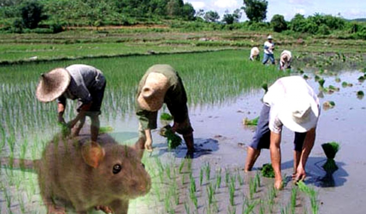 41 cases of Rat Fever reported in Vavuniya in 2024 41 cases of Rat Fever reported in Vavuniya in 2024