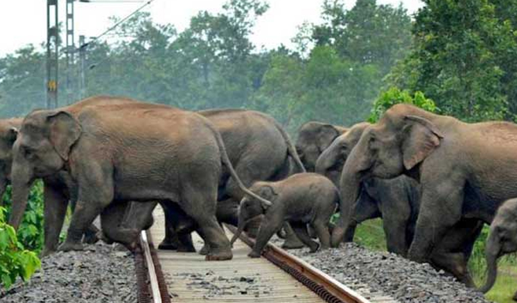 Govt. to implement urgent actions to prevent elephant–train collisions