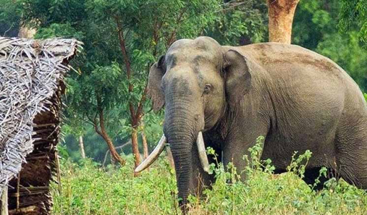 Human-Elephant Conflict: Officials mull relocating elephants that encroach on villages Human-Elephant Conflict: Officials mull relocating elephants that encroach on villages